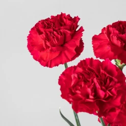 Ramillete de Claveles rojos