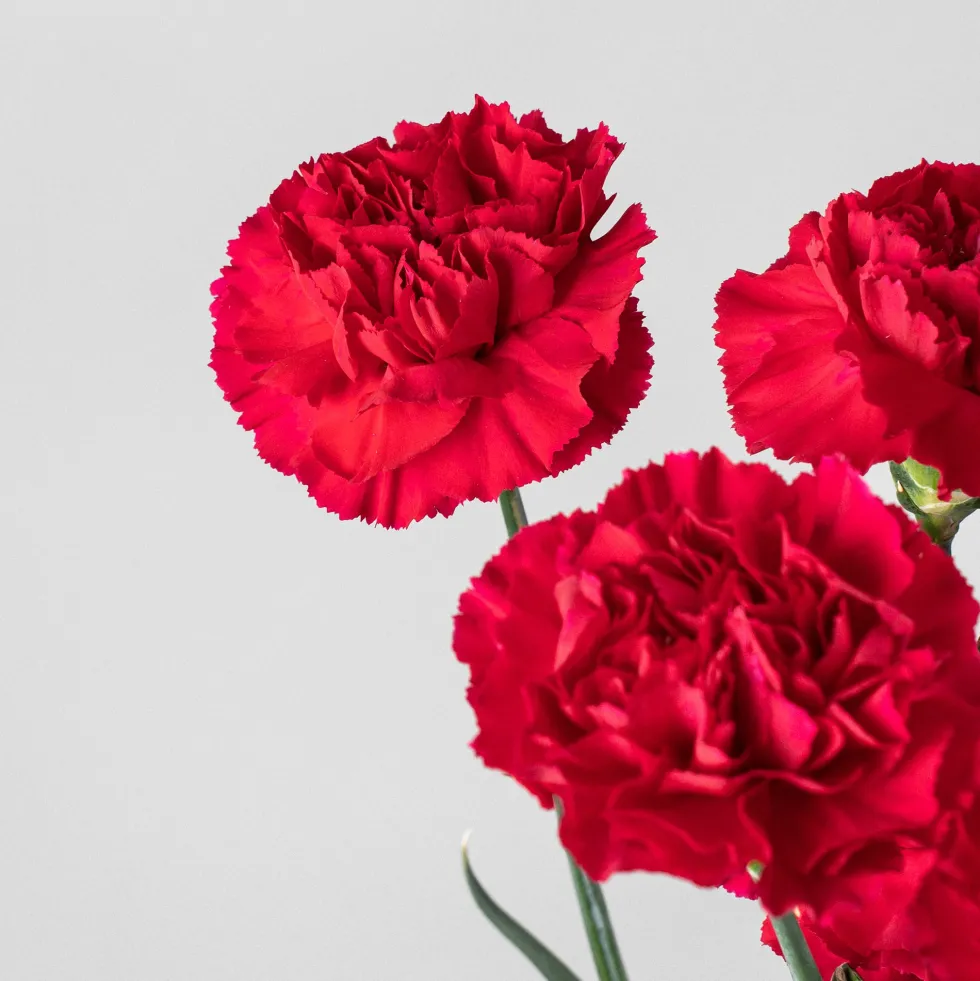 Ramillete de Claveles rojos