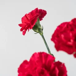 Ramillete de Claveles rojos