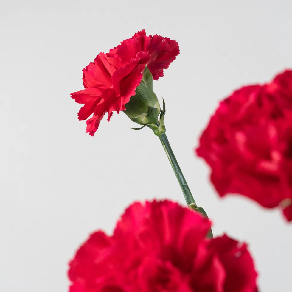 Ramillete de Claveles rojos
