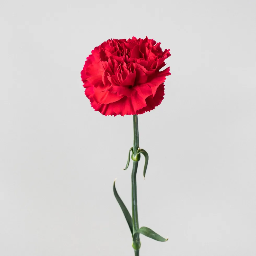 Ramillete de Claveles rojos
