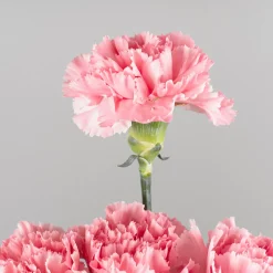 Ramillete de Claveles rosas