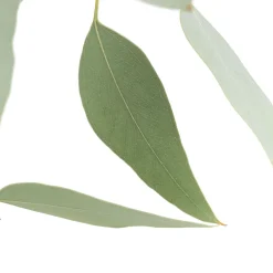 Ramillete de Eucalipto Populus de Color Verde