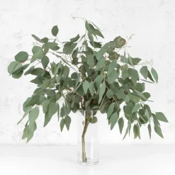 Ramillete de Eucalipto Populus de Color Verde