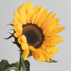Ramillete de Girasoles