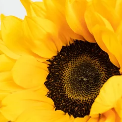 Ramillete de Girasoles