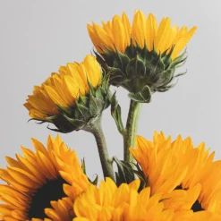 Ramillete de Girasoles