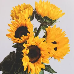 Ramillete de Girasoles