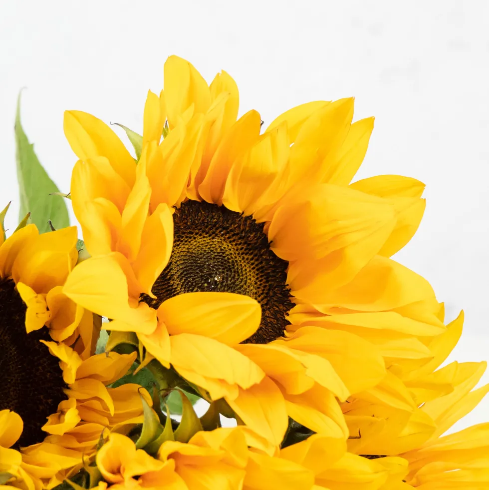 Ramillete de Girasoles