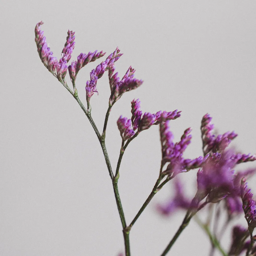 Ramillete de Limonium morado