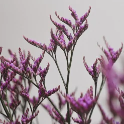 Ramillete de Limonium morado