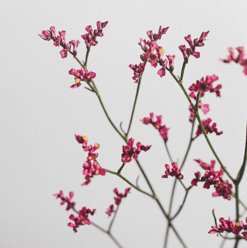 Ramillete de Limonium rosa