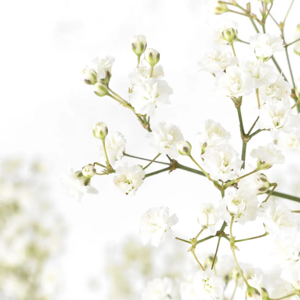 Ramillete de Paniculata blanca