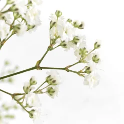 Ramillete de Paniculata blanca