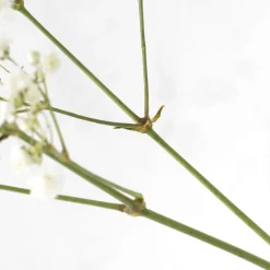 Ramillete de Paniculata blanca
