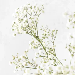 Ramillete de Paniculata blanca