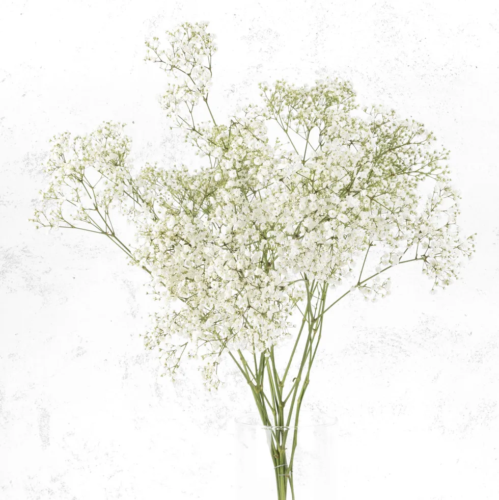 Ramillete de Paniculata blanca