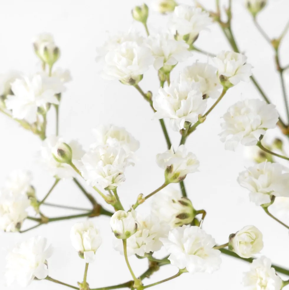 Ramillete de Paniculata blanca