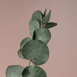 Ramillete Preservado de Eucalipto cinerea verde