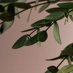 Ramillete Preservado de Eucalipto Parvifolia verde