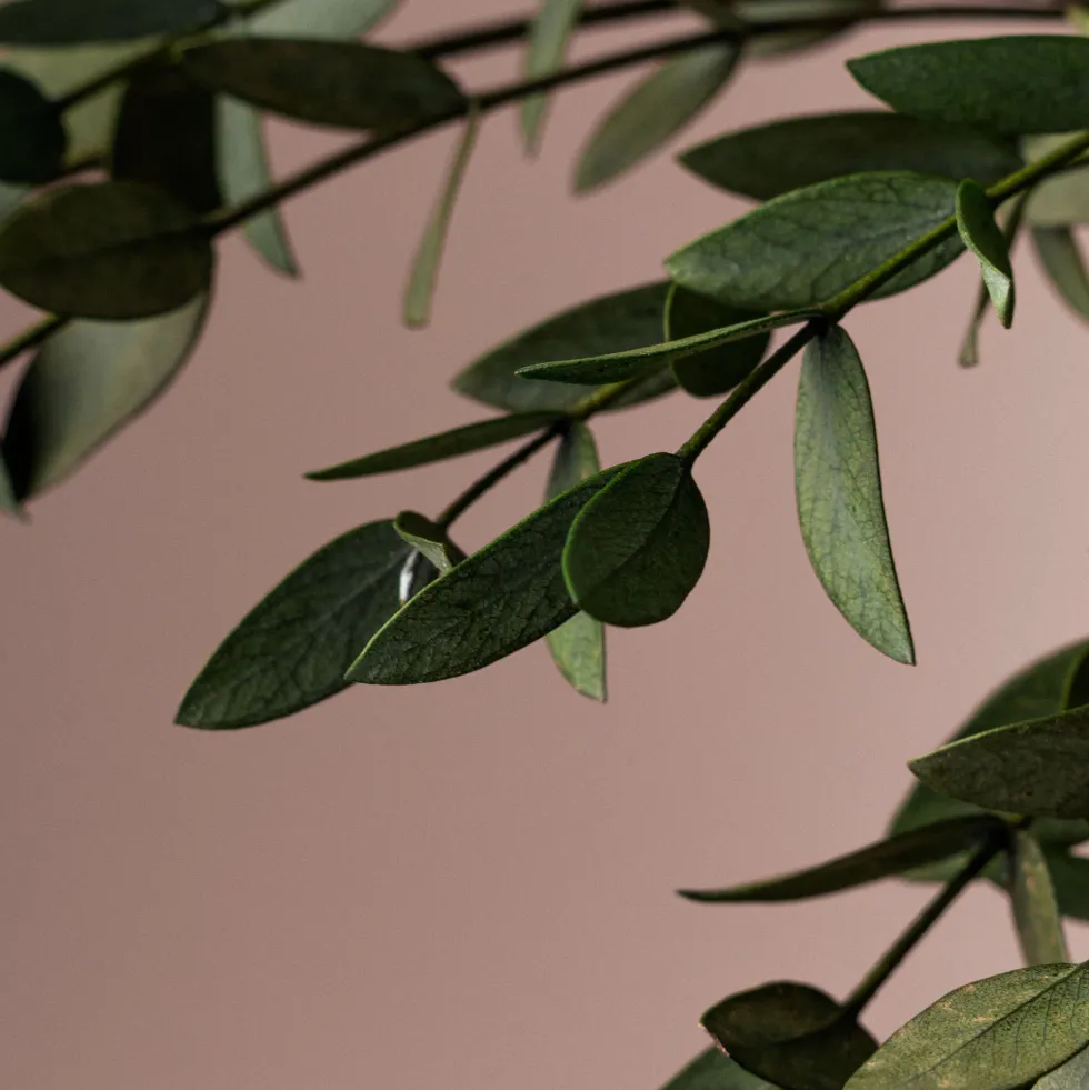 Ramillete Preservado de Eucalipto Parvifolia verde
