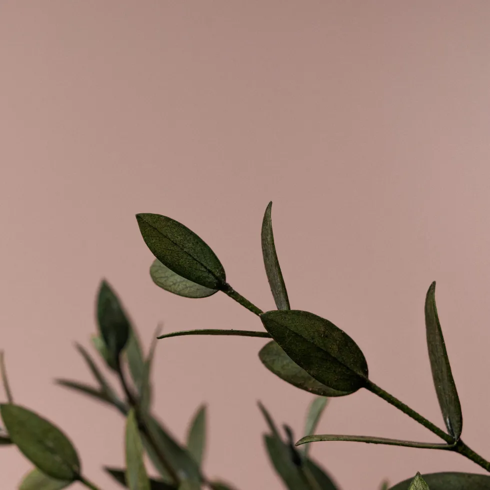 Ramillete Preservado de Eucalipto Parvifolia verde