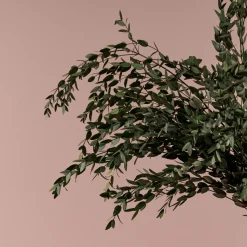 Ramillete Preservado de Eucalipto Parvifolia verde