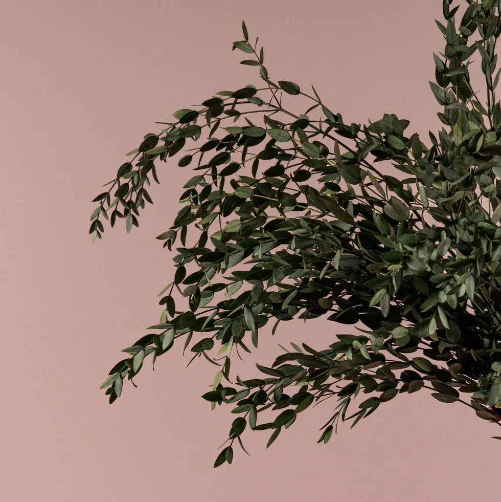 Ramillete Preservado de Eucalipto Parvifolia verde
