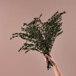 Ramillete Preservado de Eucalipto Parvifolia verde