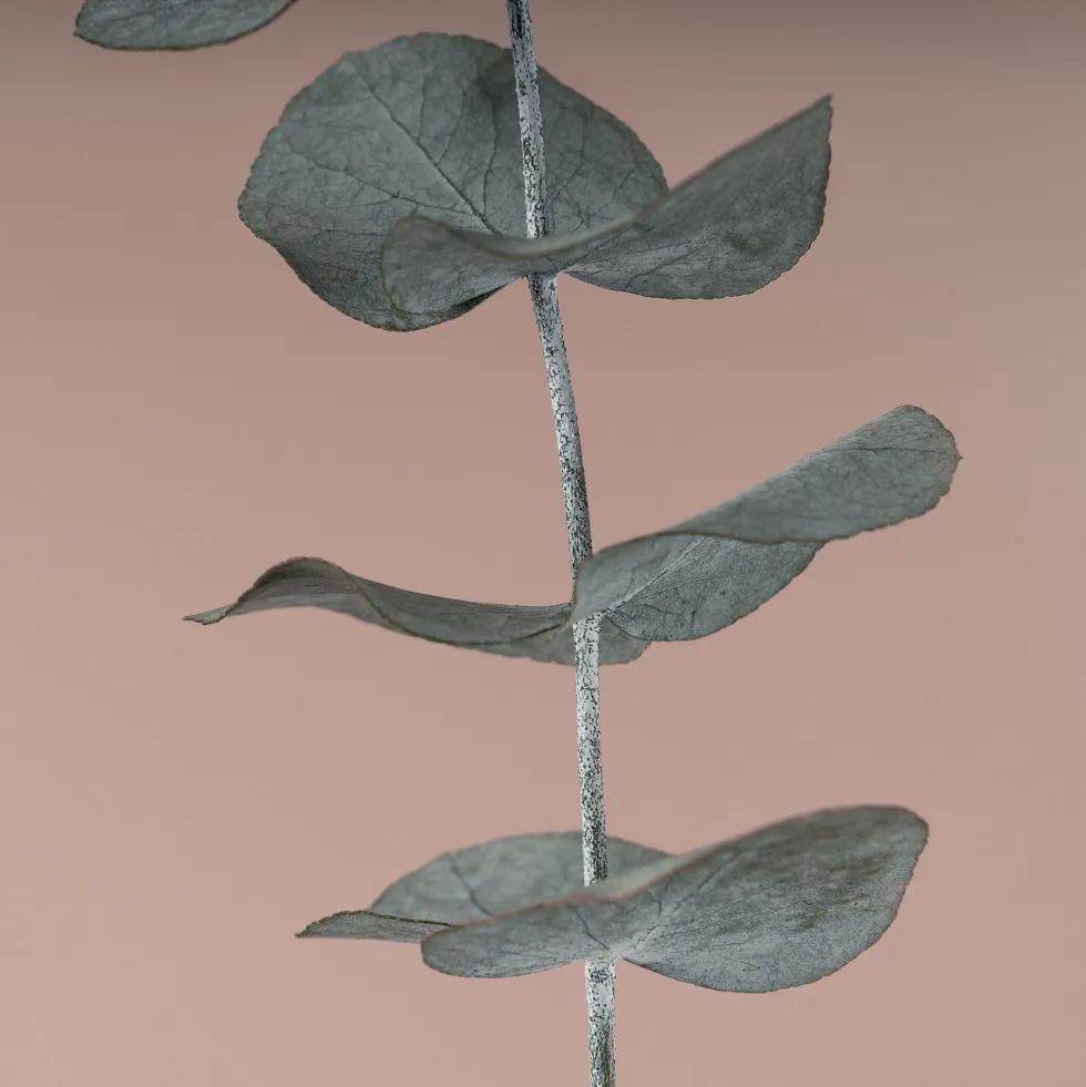 Ramillete Preservado de Eucalipto cinerea azul