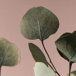 Ramillete Preservado de Eucalipto Populus verde