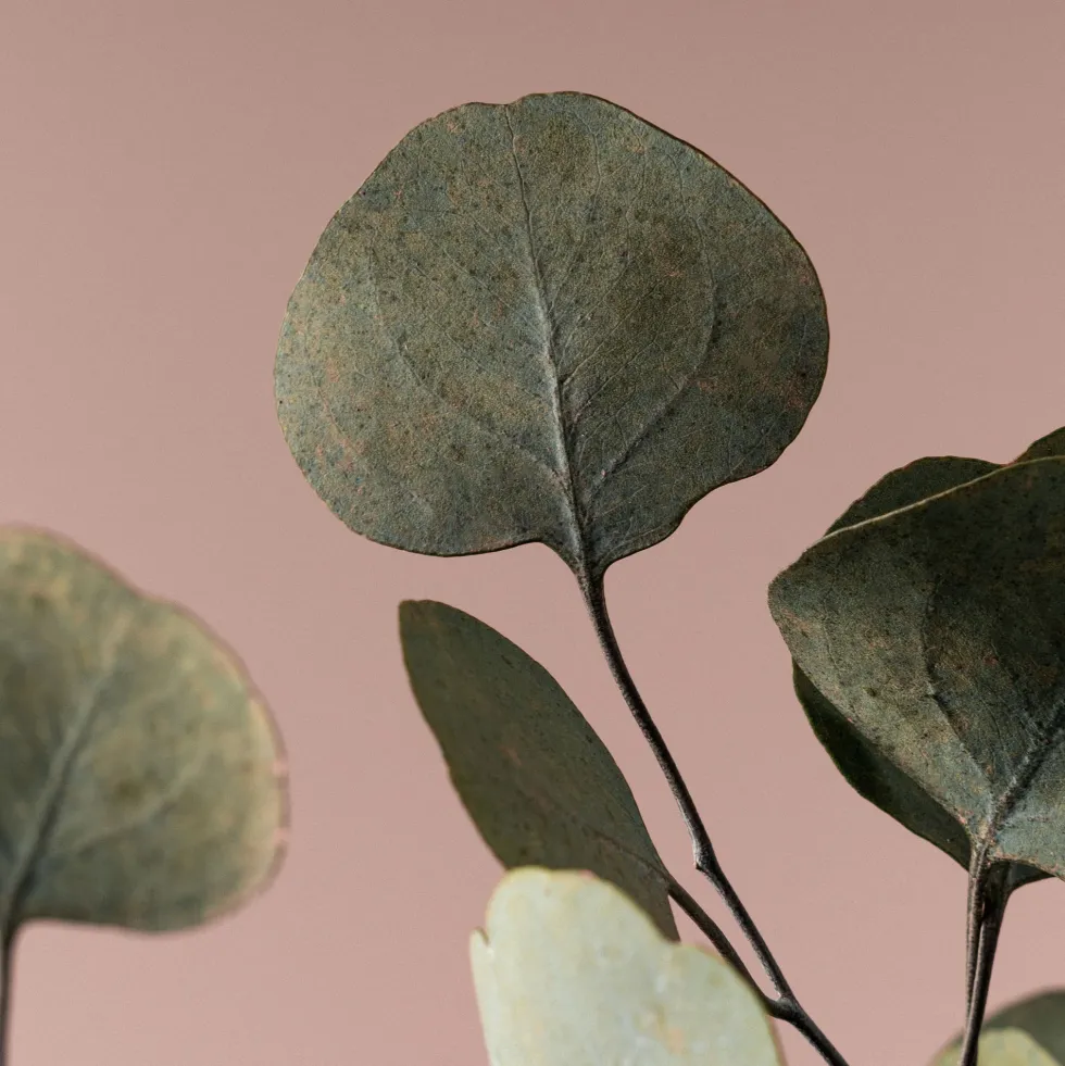 Ramillete Preservado de Eucalipto Populus verde
