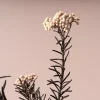 Ramillete Preservado de Flor de Arroz