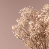 Ramillete Preservado de Paniculata Million Daisy natural