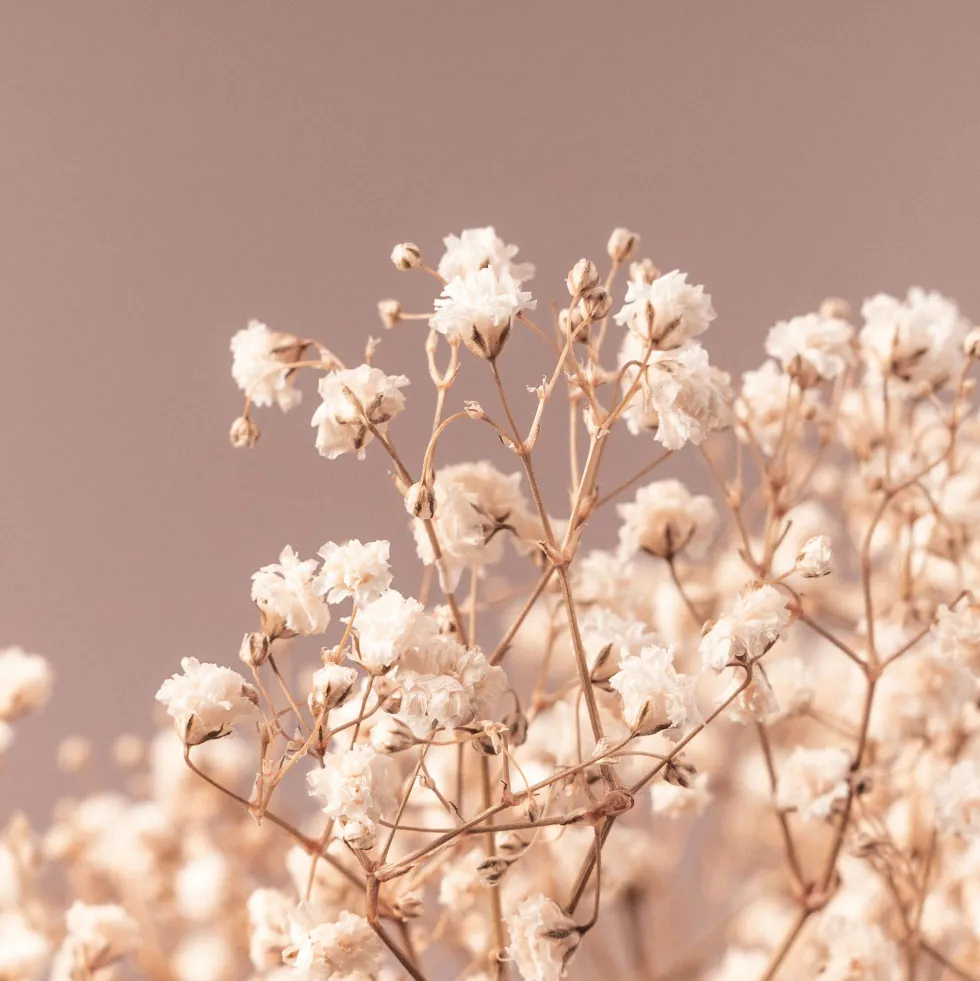 Ramillete Preservado de Paniculata Million Daisy natural