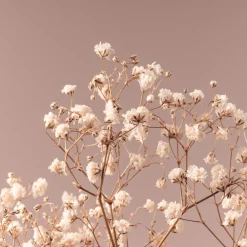Ramillete Preservado de Paniculata Million Daisy natural