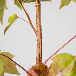 Árbol del ambar (liquidambar styraciflua)