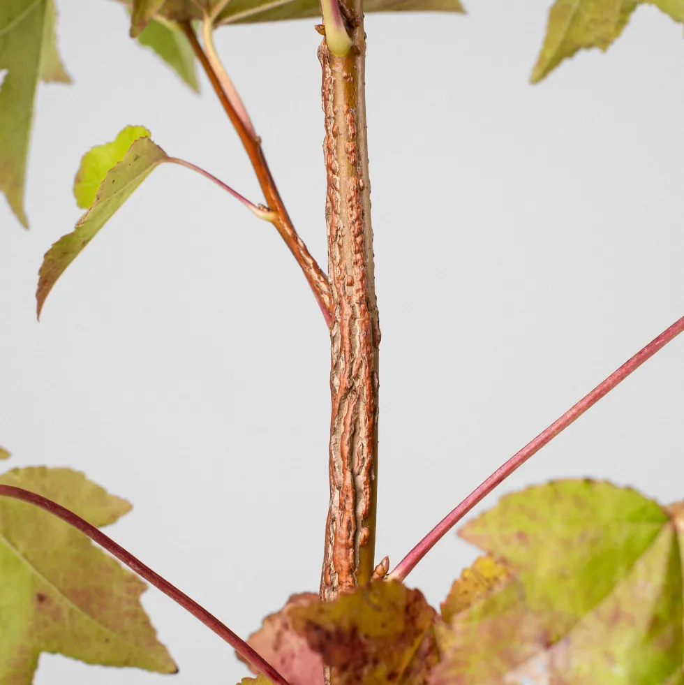 Árbol del ambar (liquidambar styraciflua)
