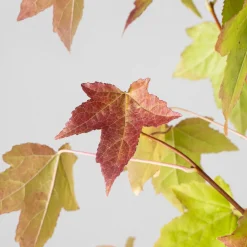 Árbol del ambar (liquidambar styraciflua)