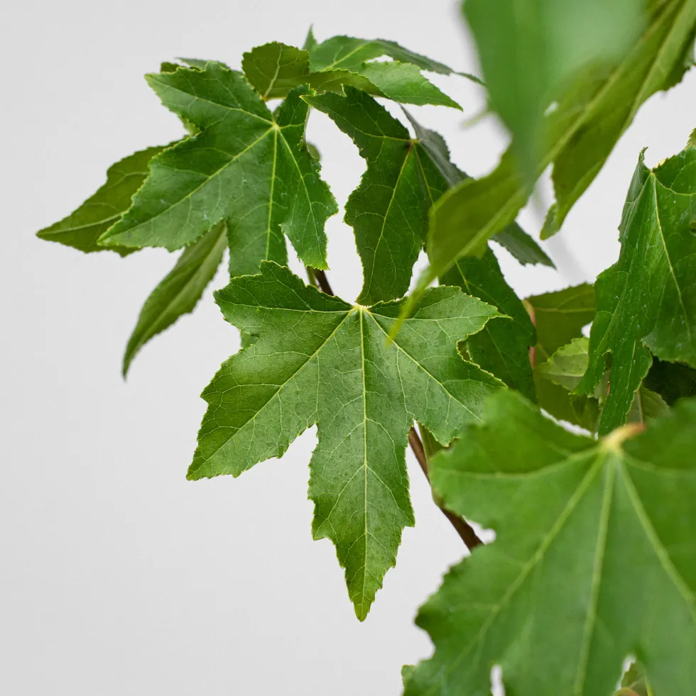 Árbol del ambar (liquidambar styraciflua)
