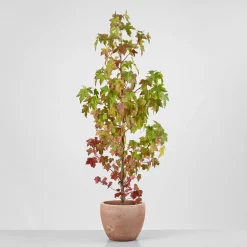 Árbol del ambar (liquidambar styraciflua)