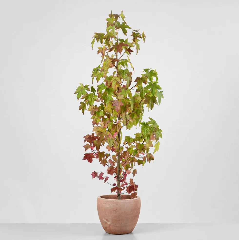 Árbol del ambar (liquidambar styraciflua)