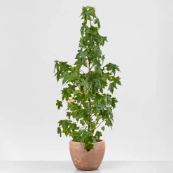 Árbol del ambar (liquidambar styraciflua)