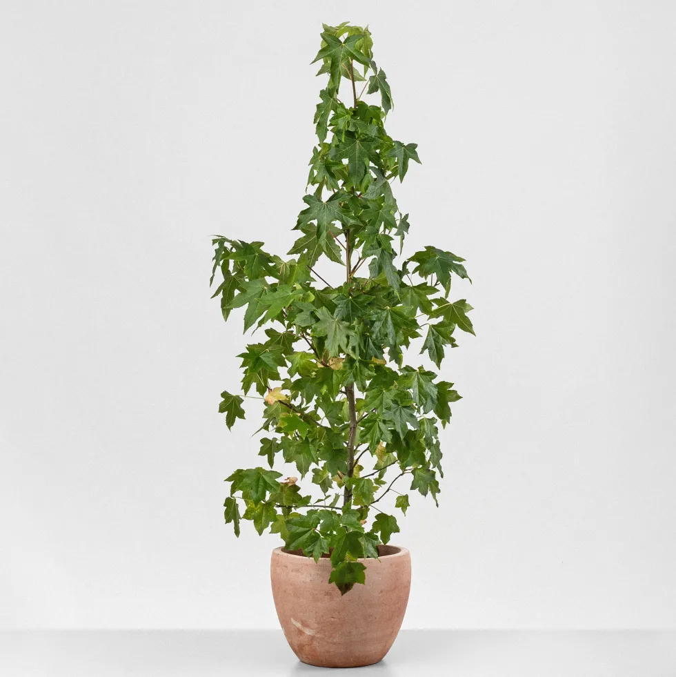 Árbol del ambar (liquidambar styraciflua)