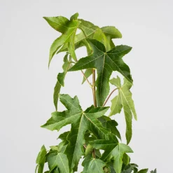 Árbol del ambar (liquidambar styraciflua)