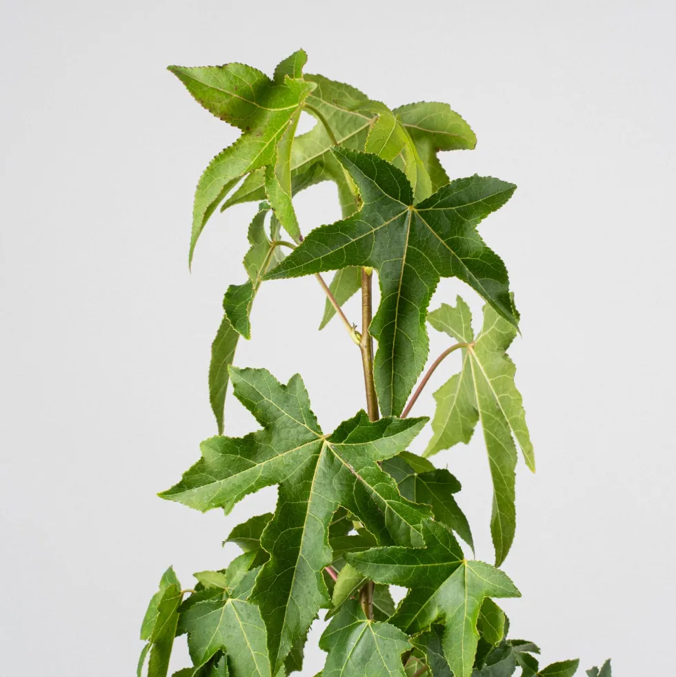 Árbol del ambar (liquidambar styraciflua)