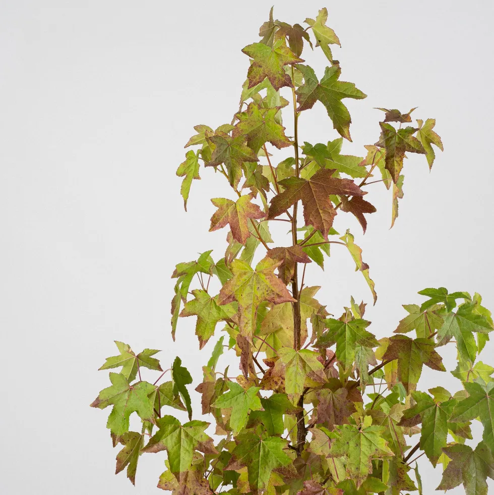 Árbol del ambar (liquidambar styraciflua)