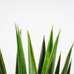 Árbol de Yucca artifical