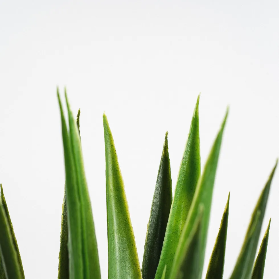 Árbol de Yucca artifical