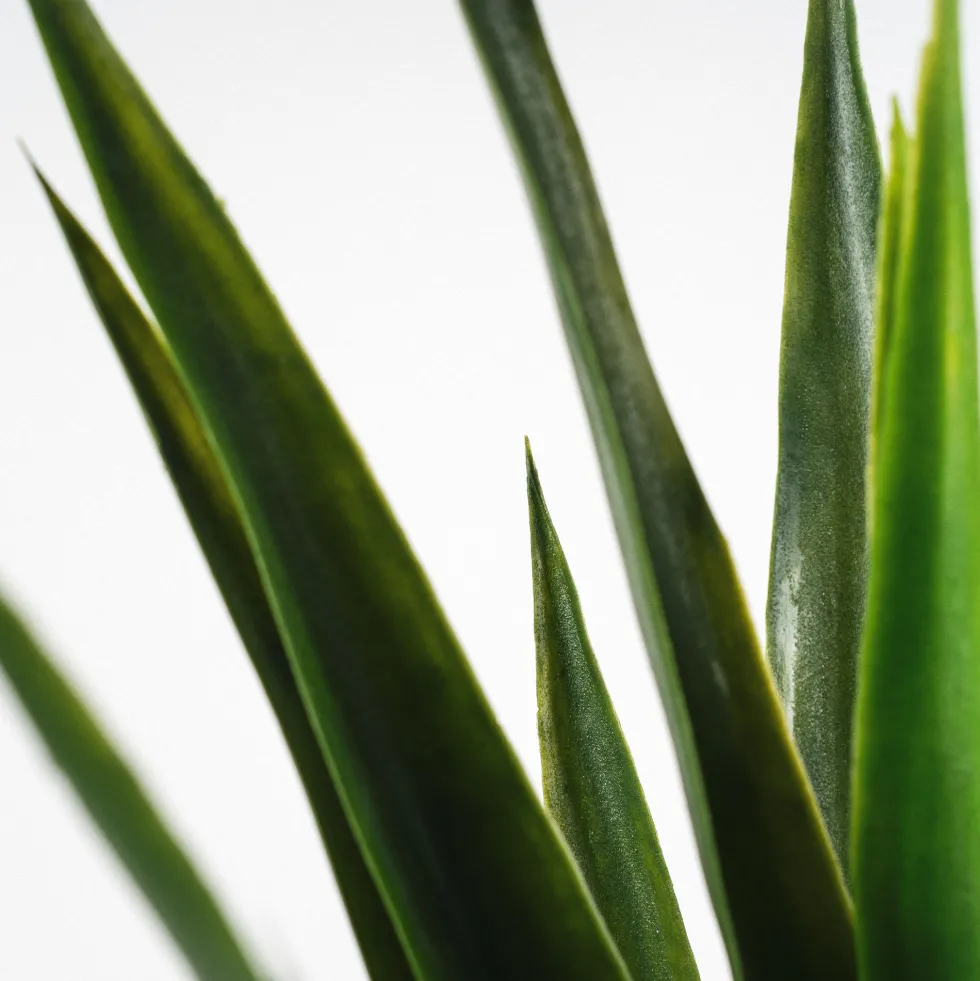 Árbol de Yucca artifical